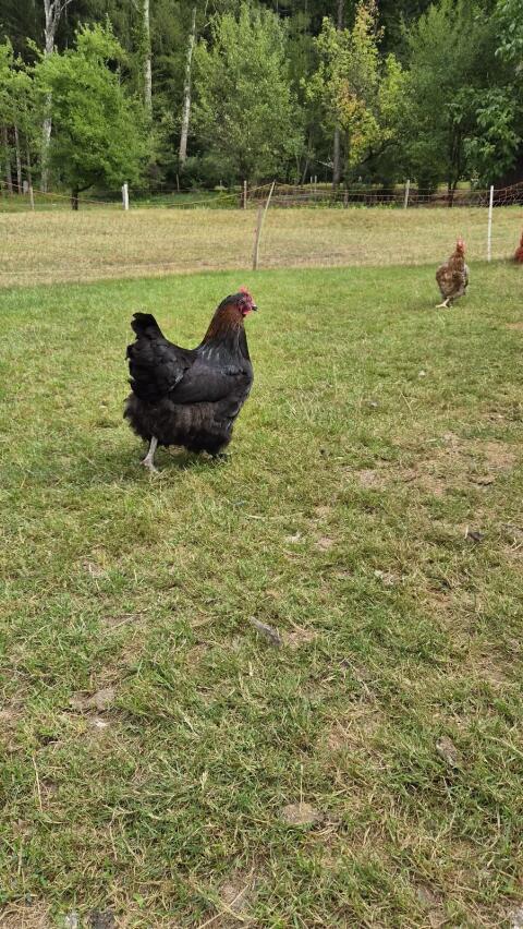 Rassehühner: Marans und Bielefelder Kennhuhn
