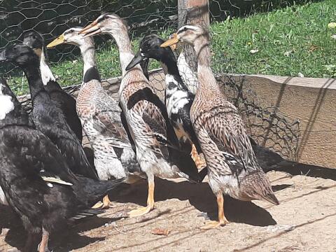 Enten