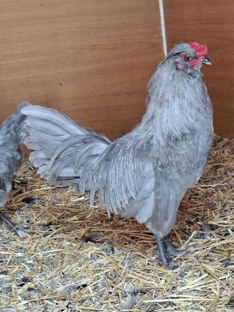 Lavender Araucana