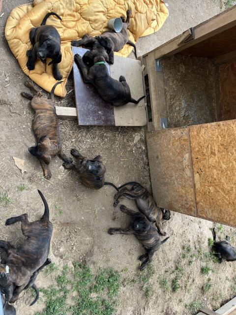 Hannoveranische Schweißhunde