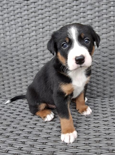 Appenzeller, Border Collie Welpen