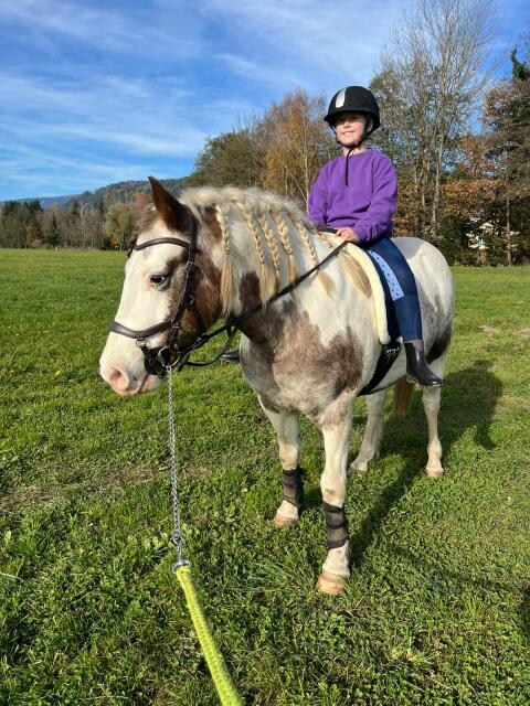 Liebevolles, bedingt reitbares Pony zu verkaufen