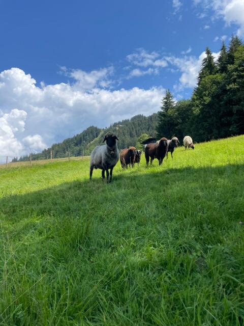 Suche Stall mit Feld