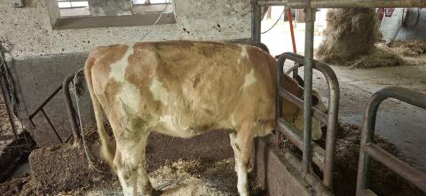 Bio-Kalbin, 14 Monate alt