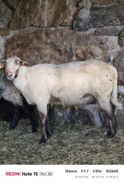 Schöner Jura-Widder sucht ein neues Zuhause