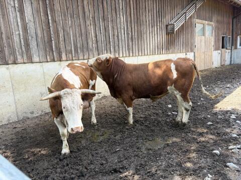 Fleckvieh-Stier