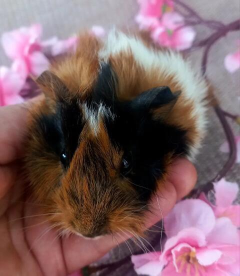 Meerschweinchen-Mädchen