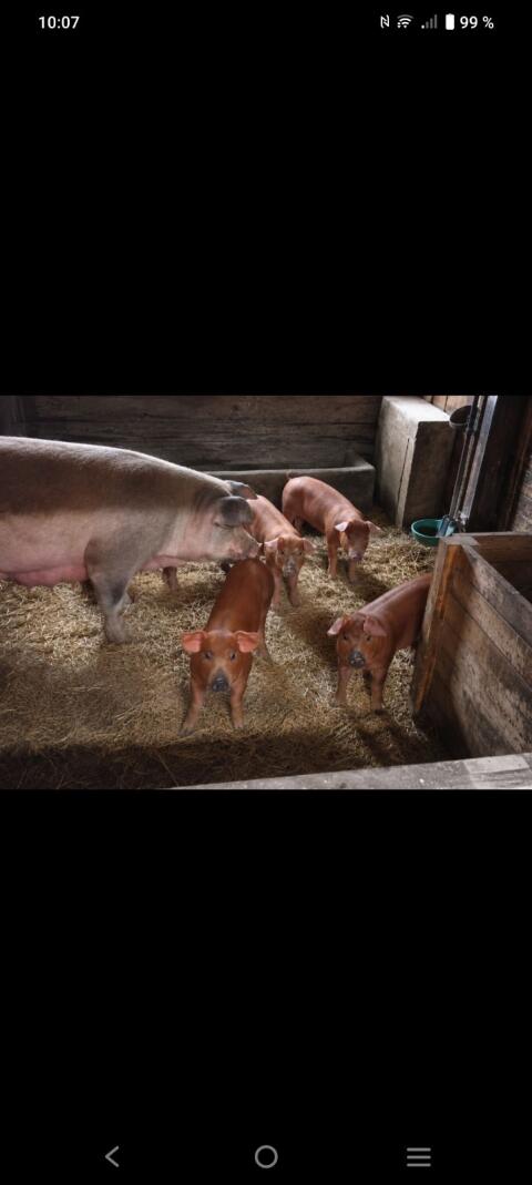 Duroc-Ferkel
