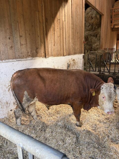 Fleckvieh-Stier