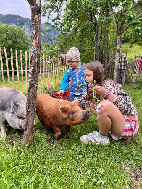Liebe, zutrauliche Hängebauchschweine