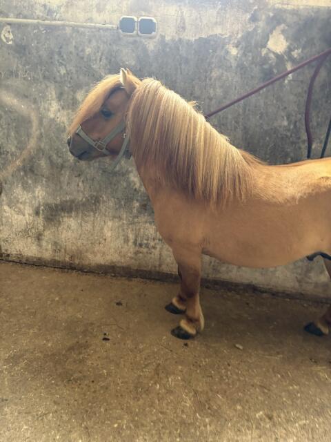 Minishetty-Hengste