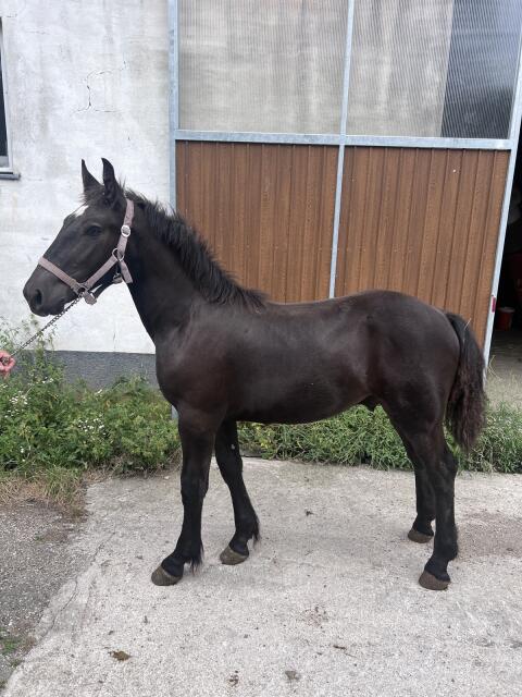 Fabius Elmar XVII, Noriker Hengst