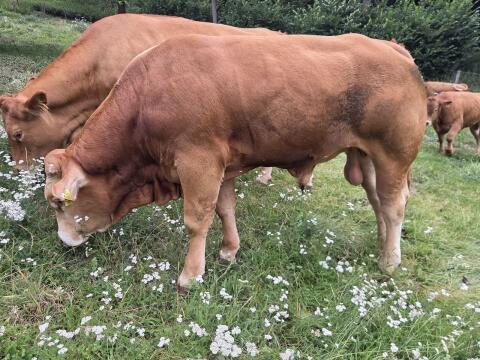 Limousin-Stier