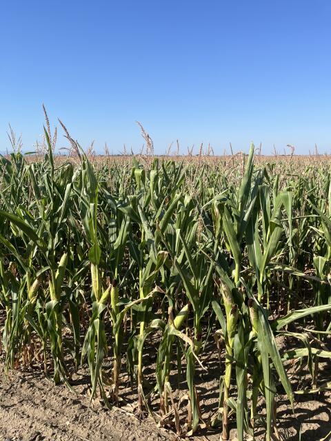 20 ha Mais ab Feld in 3464 Seitzersdorf-W