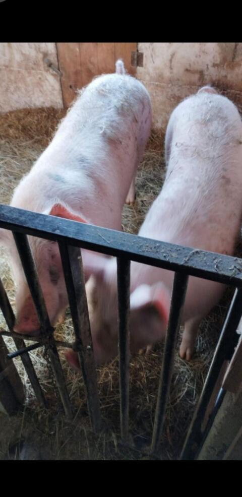 Schwein