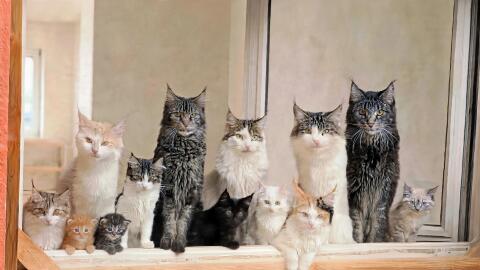 Babys und Kastraten Maine Coon, Ragdoll, Waldkatze