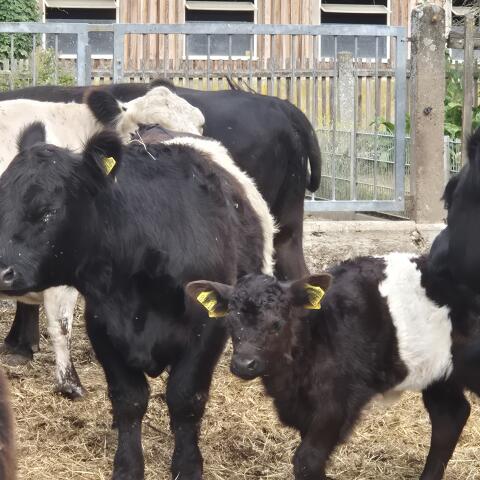 Galloway-Rinder, Mutterkuh, Bulle, Bio