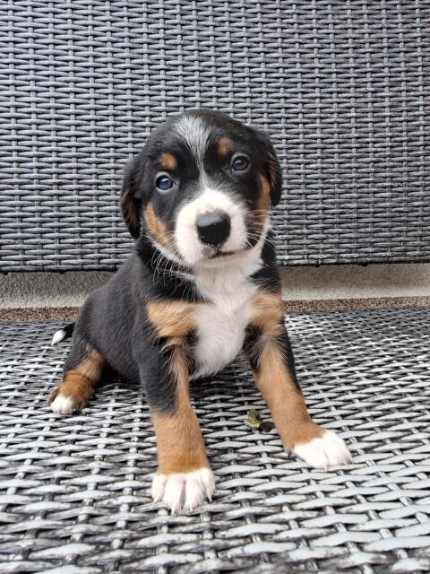 Appenzeller, Border Collie Welpen