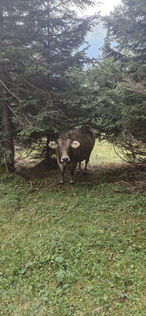 Original Braunvieh