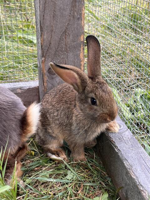 Hasen
