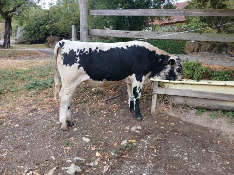 Pustertaler Sprinzen Stier