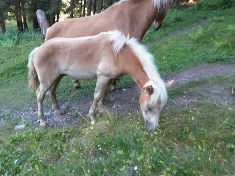 Haflinger Hengstfohlen
