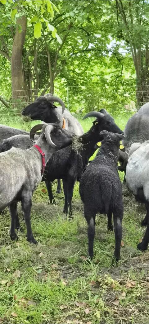 Heidschnucken-Schafe