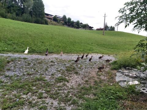 Junge Laufenten