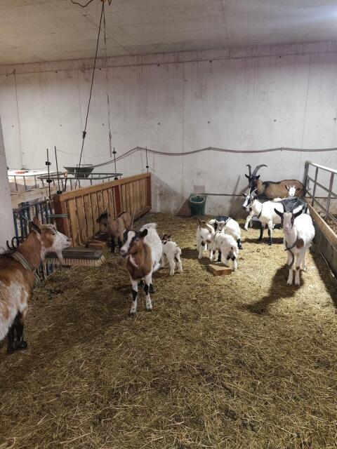Ziegenbabys 5 Stk.