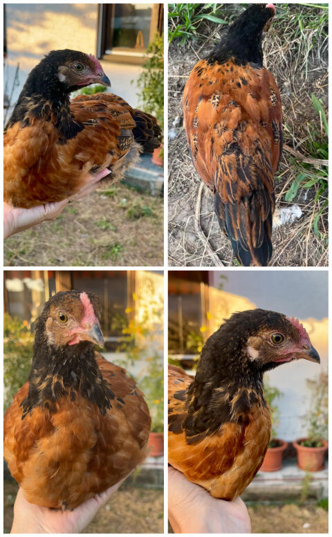 Mix-Hahn, Marans, Hahn, Huhn, Henne, Küken