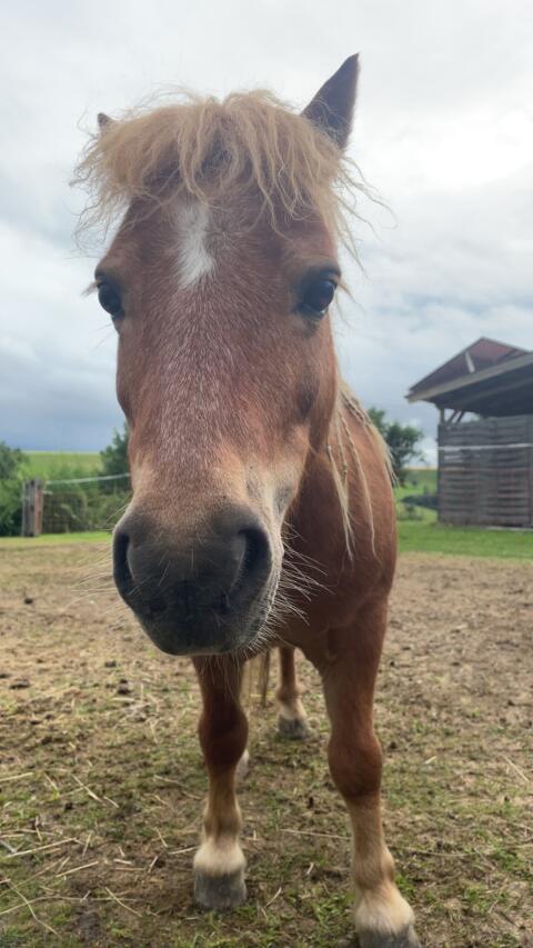 Mini-Shetty