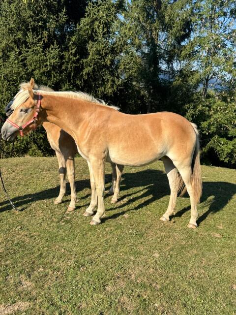 Tilly, Haflinger-Stute