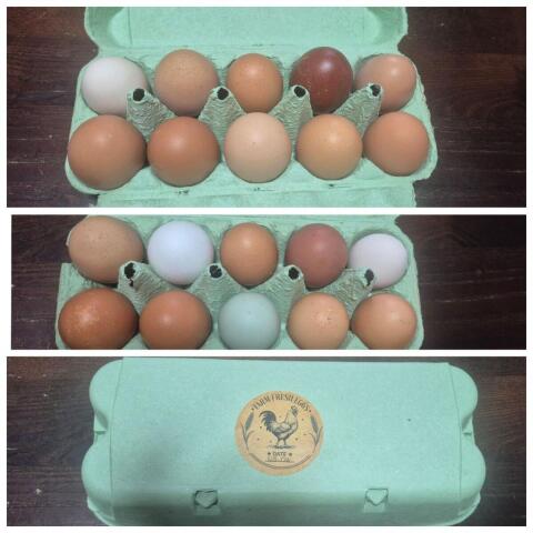 Eier