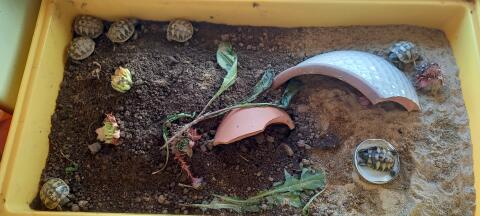 Baby-Landschildkröten