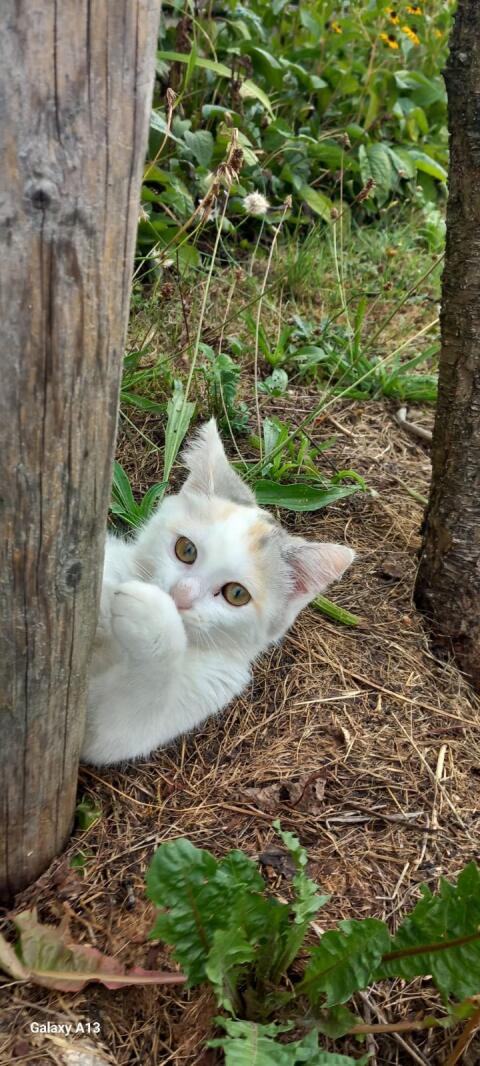 Babykatzen abzugeben