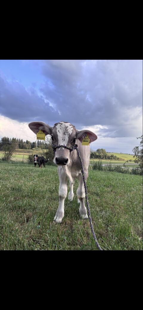 Blüem Stierkalb Bio
