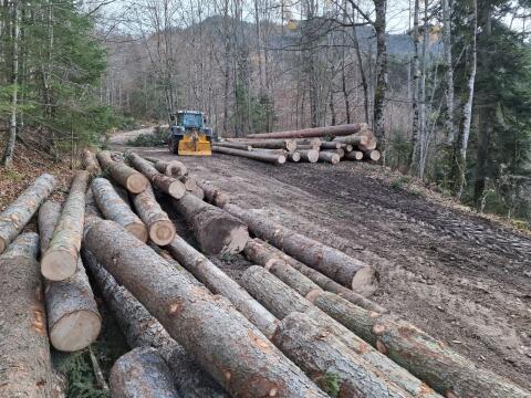 Holzschlägerung