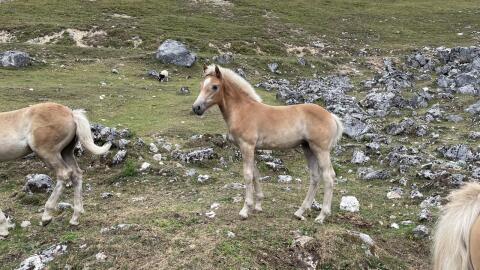 Haflinger Stutfohlen