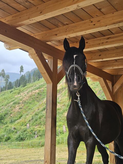 Partbred-Araber Wallach
