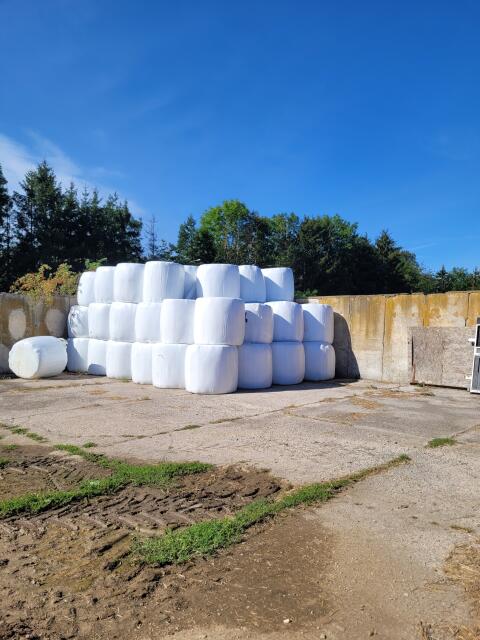Silo-Ballen, 55 Stk. zu verkaufen, das Stk. wiegt ca. 500 kg