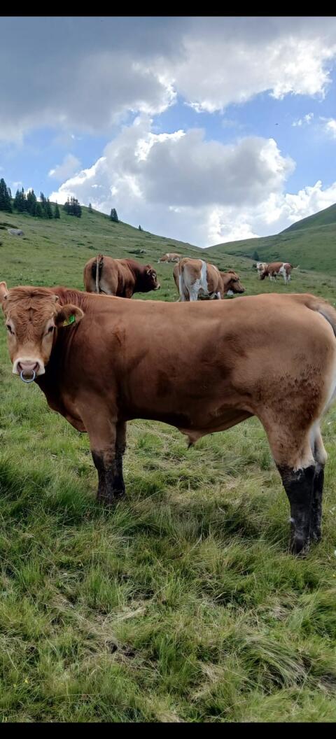 Verleihe Stier