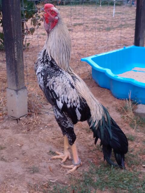 Parrot Beak Aseel, Junghahn