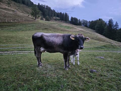 Mutterkuh mit Kalb
