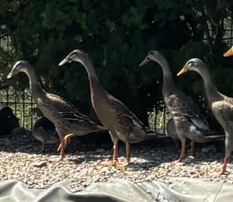 Enten