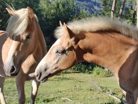 Watch Me, Haflinger Hengst