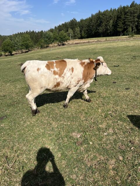 Verkaufe sehr schöne Kalbin