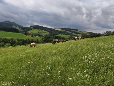 Hengstaufzuchtsplätze