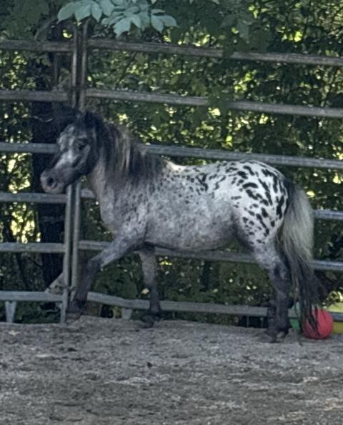 Oreo sucht neues Zuhause