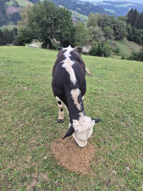 Pustertaler Sprinzen/Fleckvieh-Stier