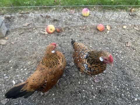 Bantam-Hennen porzellanfarbig